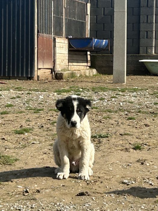 Шымкентте тұр еркек 3 айлық