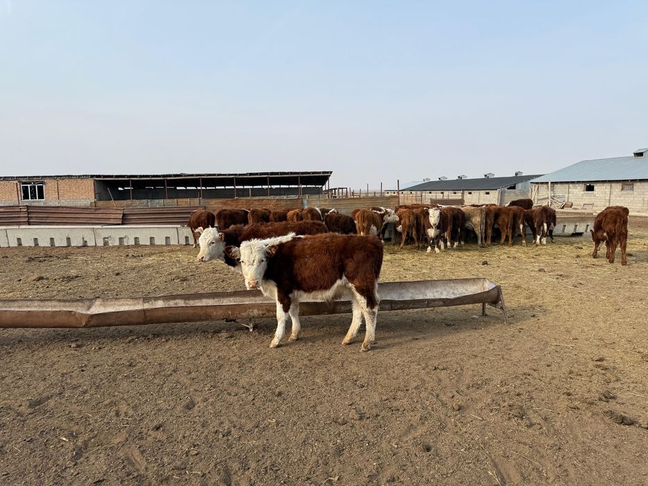 Племенной еркек бұзаулар