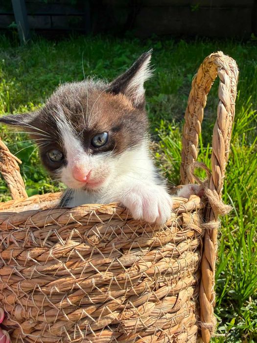 Отдам котят прекрасных малышей