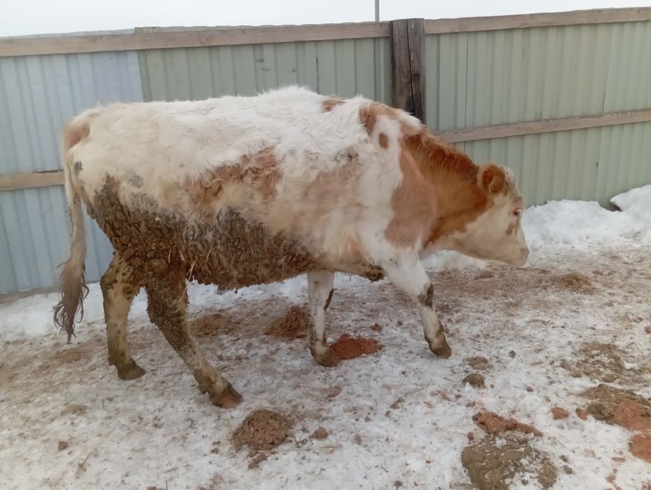 Продам корову тельную