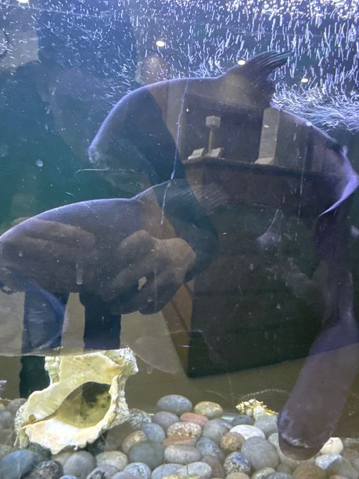 Рыбы пираньи, здоровые