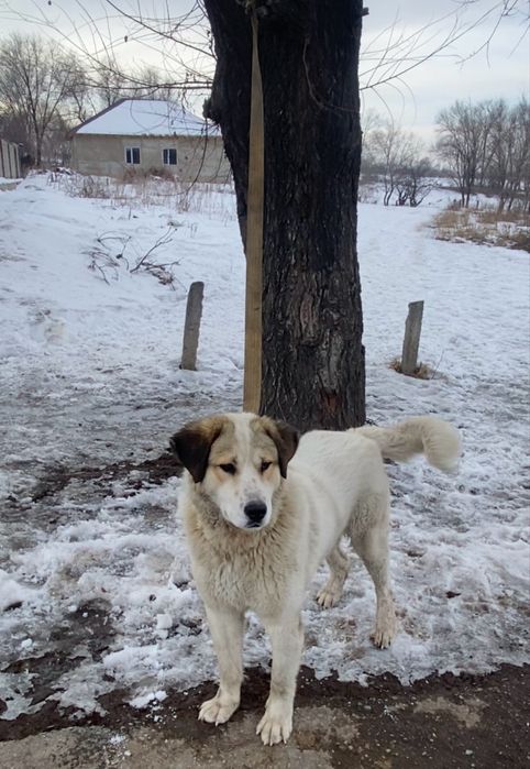 Собака төбет аралас