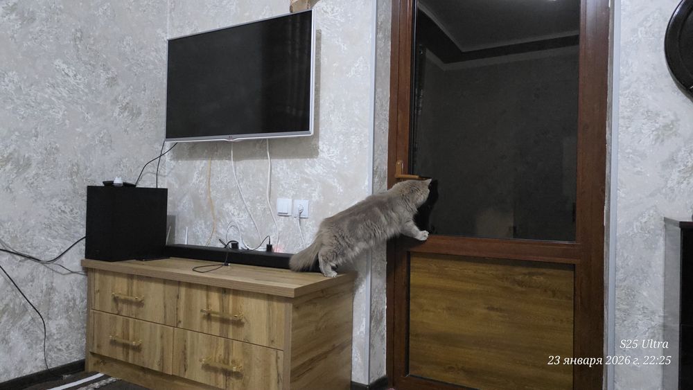 Продаётся Хейланд фолд британский  кошка