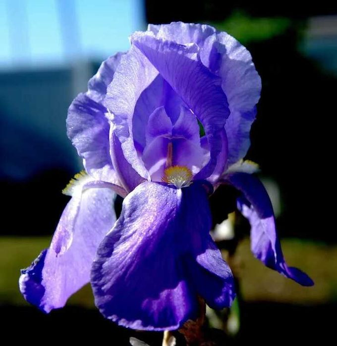 Цветы многолетние