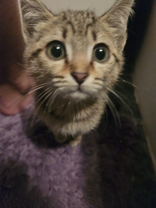 Котенок пару месяцев