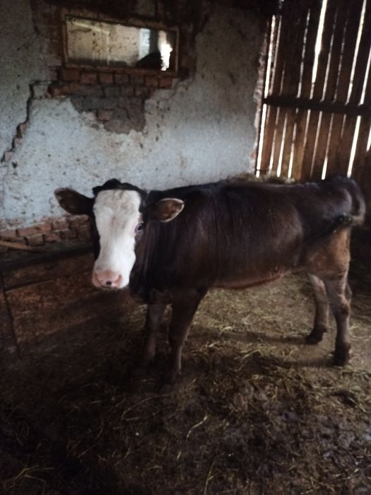 Vând vițel (junică) și vițel