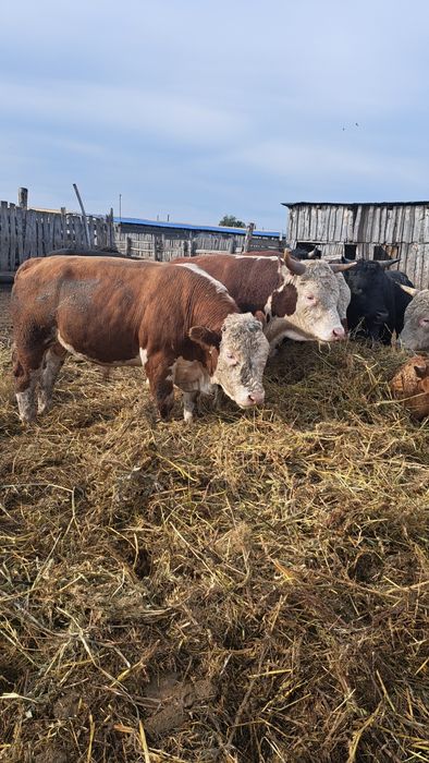 Быки двухлетки с откорма.