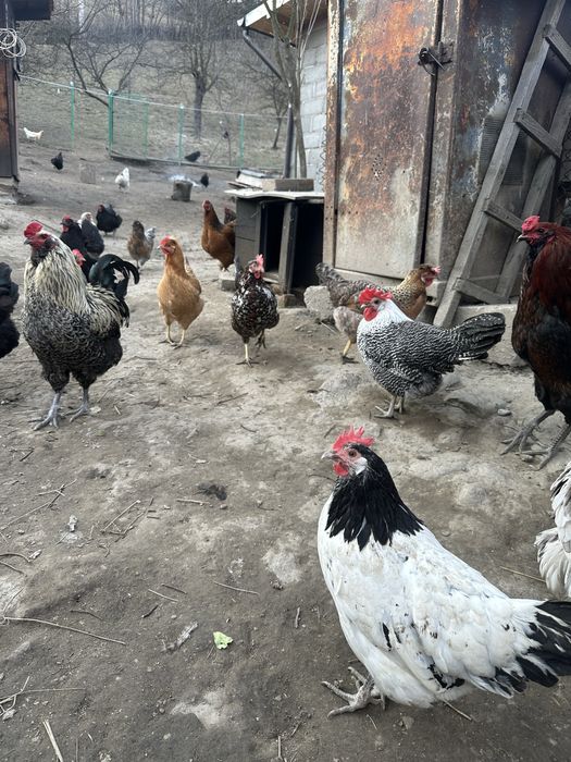 Gaini si cocosi de vanzare