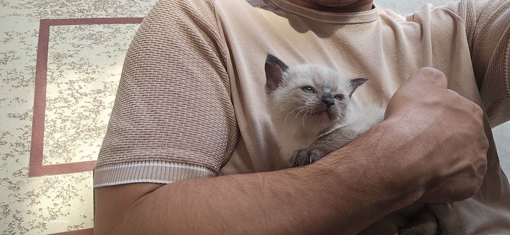 Yalangoch Zhenya kongillisi