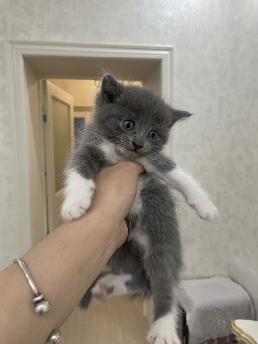 В продаже котенок