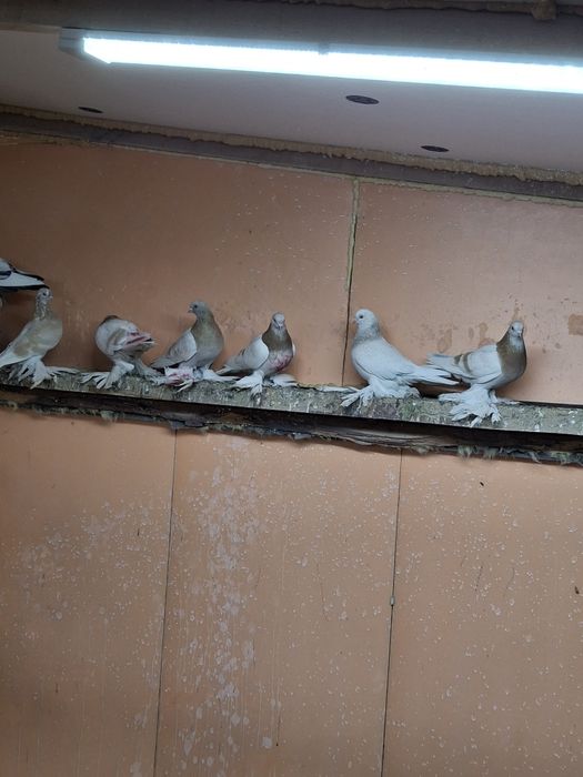 Продам голубей игра гребля тяга