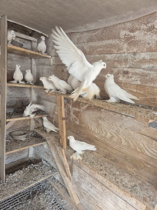 Jucatori de botosani