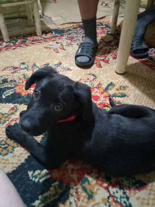 Отдается сабака в хорошие руки