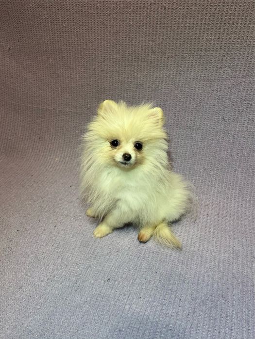 Mascul Pomeranian cu pedigree!