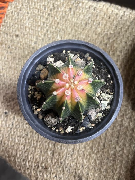 Кактус Гимнокалициум