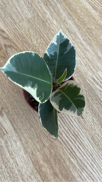 Комнатные цветочки