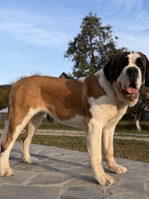 Femela de Saint Bernard cu Pedigree FCI