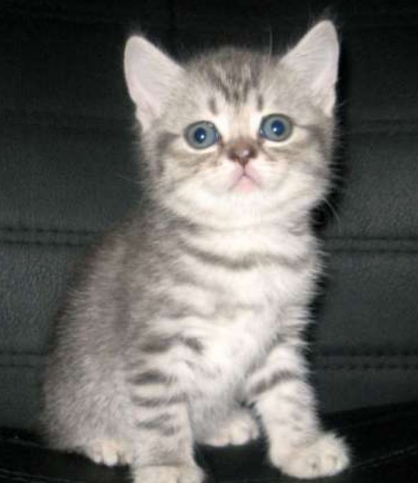 Милые малыши 1.5 мес мальчики и девочки