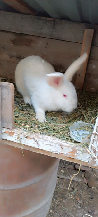 Продам кролик девочка 10 месец