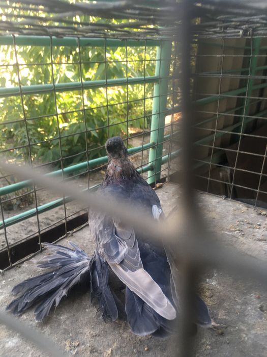 Продам самца кишмиш молодой