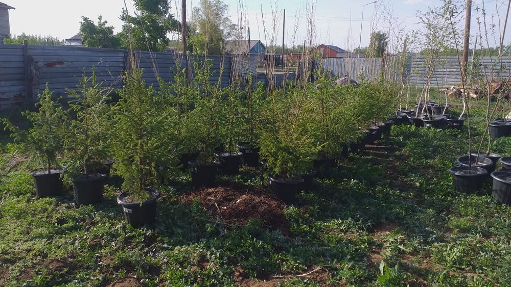 Начался сезон посадки!!!