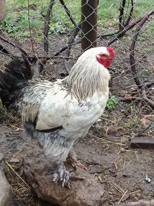 Pui Brahma, motați si din oua verzi și cocoși de anul trecut