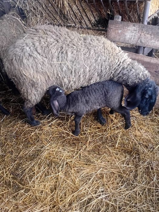 Vând oi cu mieii rel la tel