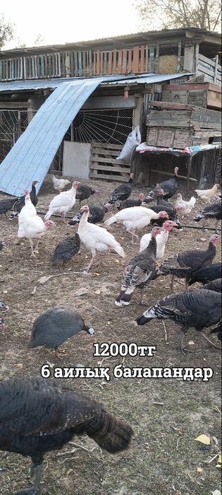 Сатылатындар продоется