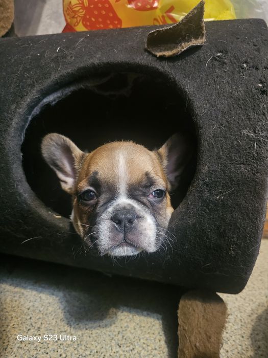 Французский бульдожек