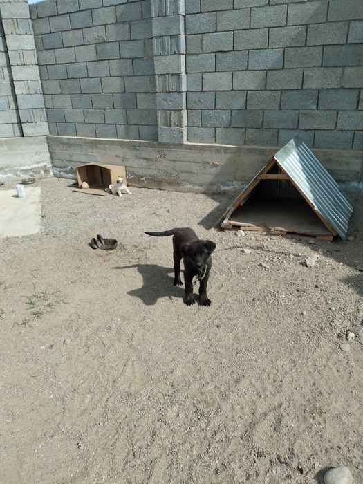 Собака, порода овчарка