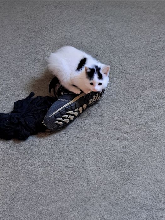 Котята от мамы крысолова