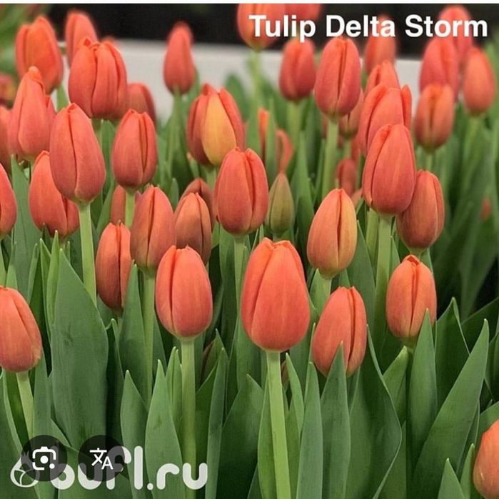 Луковици за лалета на 0,50ст на брой