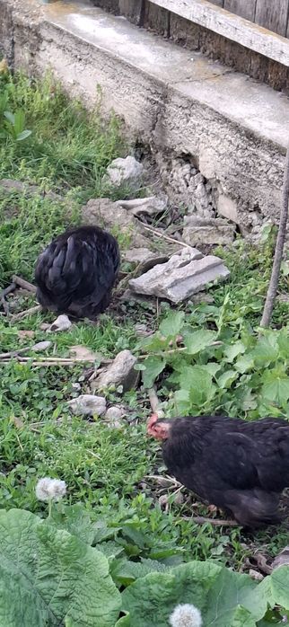 Vând cochinchina pitic
