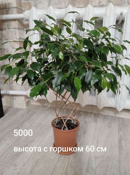 Продам фикус Бенджамина