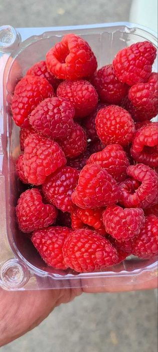 Ремонтатный Малина кочатлари сотувда