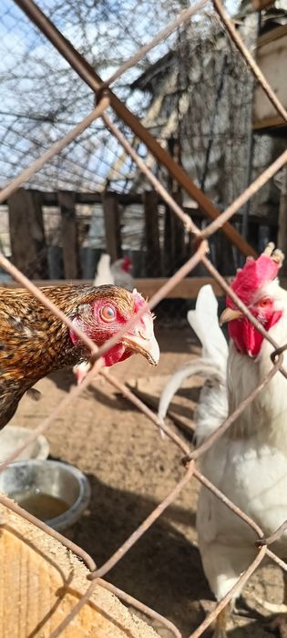 Петух 6000 продам