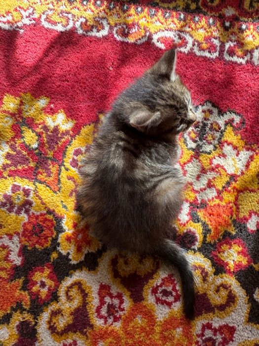 3 котенка, британцы