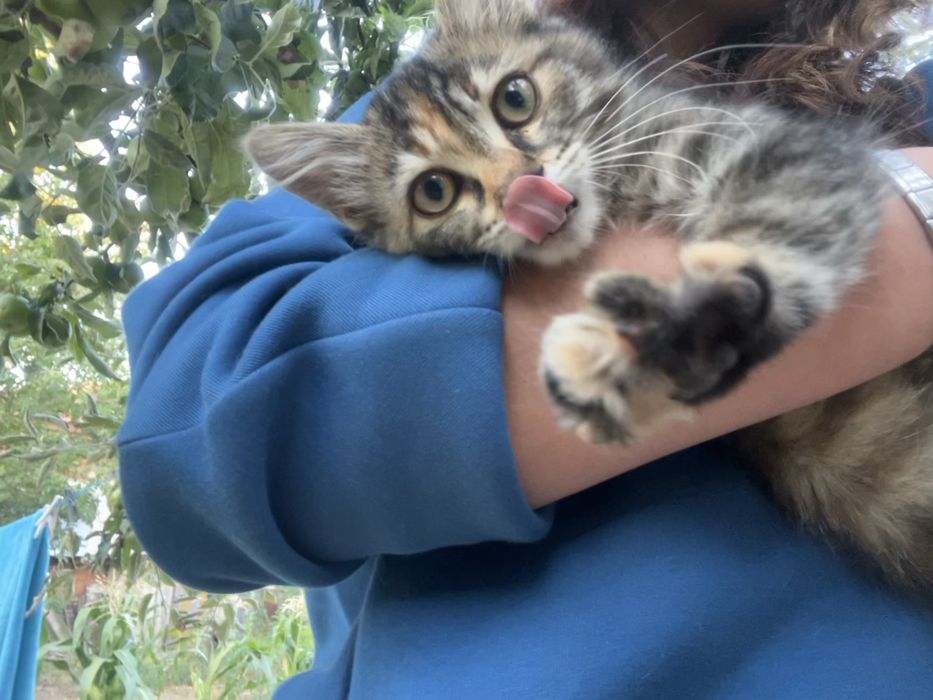 Коте на около 2 месеца си търси дом