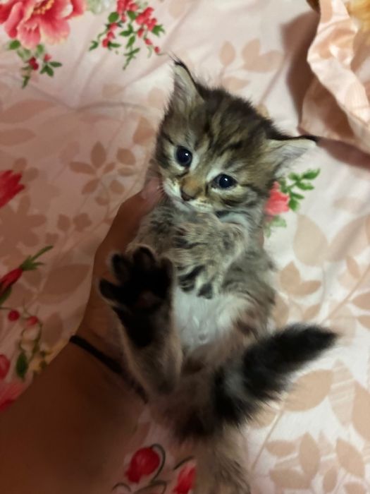 pisicuțe pentru adoptie
