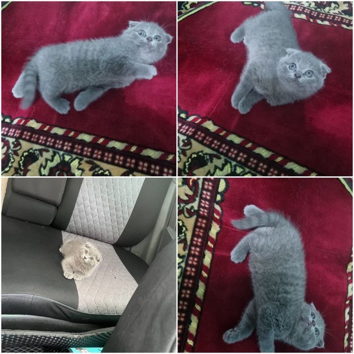 Мушук британски фолд ва страйт