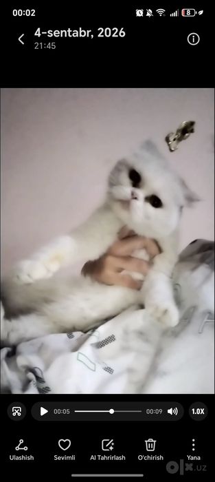 Liza qiz mushuggimiz sotiladi