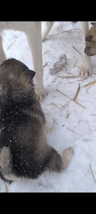 Продам щенков лайки ЗСЛ