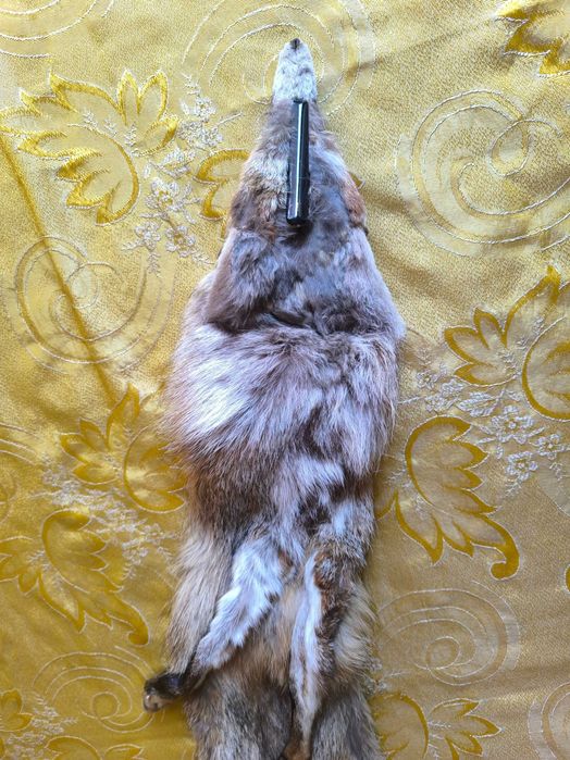 Кожена яка цяла лисица