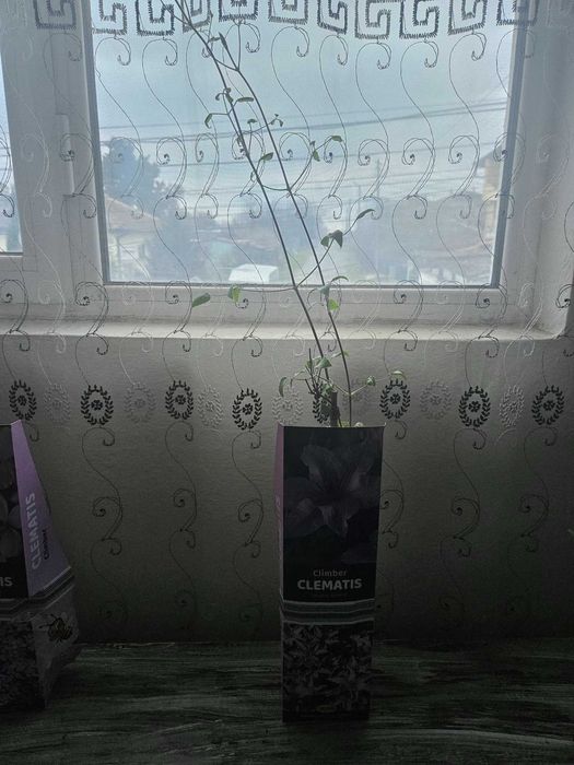 Градински Клематиси 3 цвята