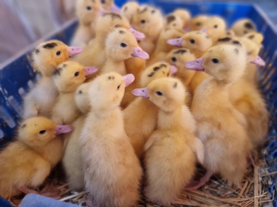 Муларды.   Утята