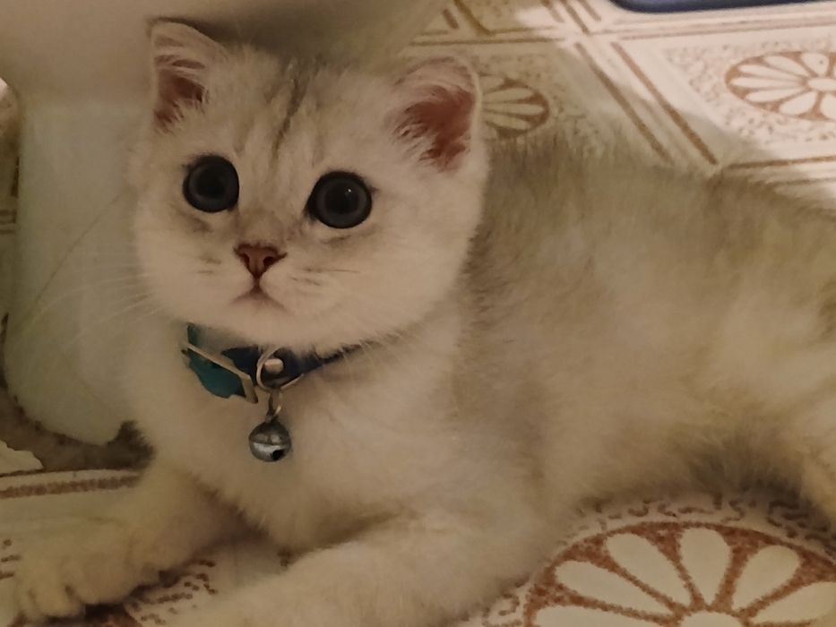 Котенок, серебристая шеншилла, 4 мес
