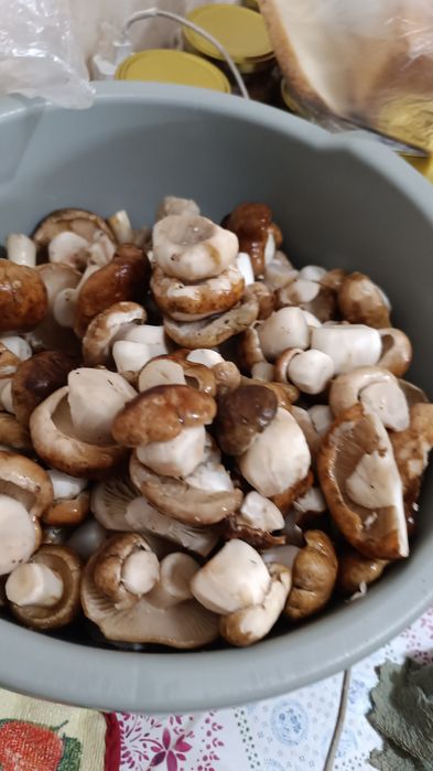 Грибы грибы грибы