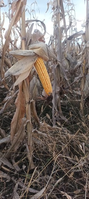 Porumb știuleți  2025