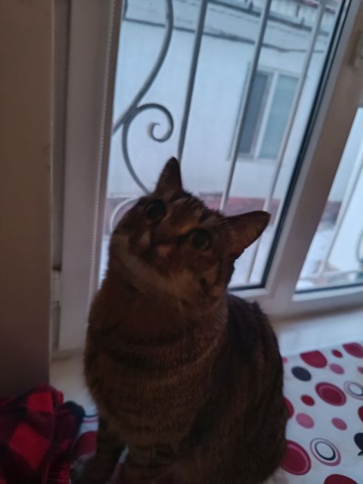 Отдам кошку в добрые руки