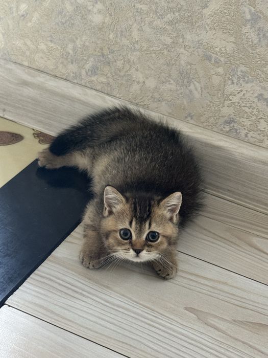 Продается котенок, девочка, почти 2 месяца, смесь шиншилла-скоттиш